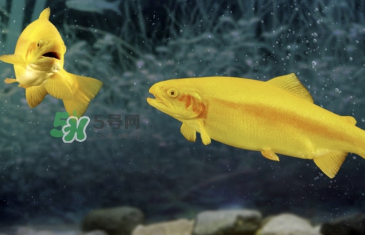 金鱒魚好吃嗎？金鱒魚怎樣做好吃
