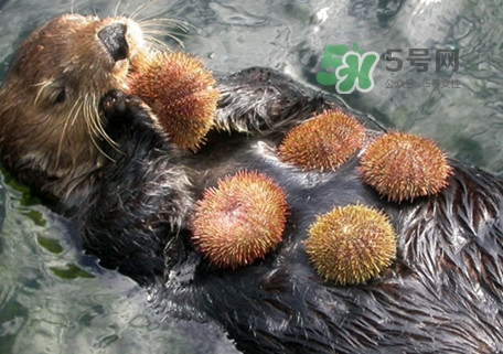 海膽是什么東西？海膽是動(dòng)物還是植物？
