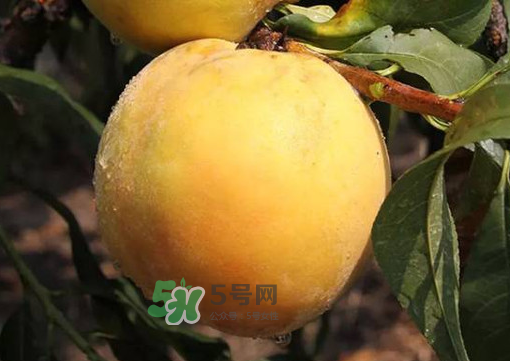 錦繡黃桃多少錢一斤？錦繡黃桃好吃嗎？