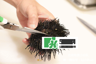 海膽怎么處理？海膽可以生吃嗎？