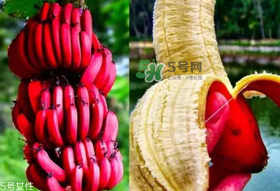 紅皮香蕉是轉(zhuǎn)基因的嗎？紅皮香蕉和一般香蕉的區(qū)別
