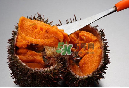 冷凍海膽黃化了能吃嗎？海膽吃多了會(huì)怎樣