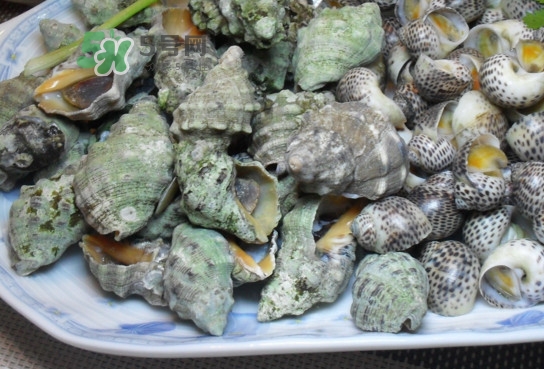 海螺怎么做好吃？海螺怎么清洗干凈