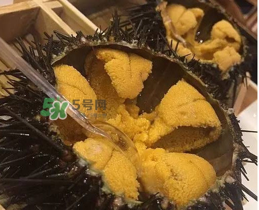 海膽貴嗎？海膽多少錢一斤？