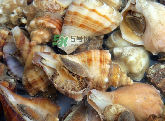 為什么海螺殼里面會(huì)有聲音？海螺和韭菜能不能一起吃