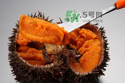 海膽怎么處理？海膽可以生吃嗎？