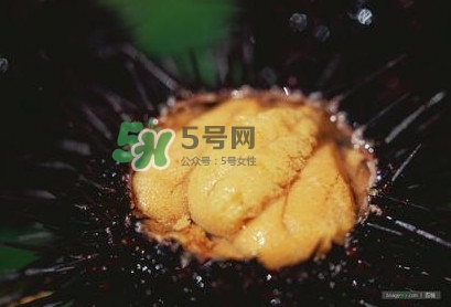 海膽是什么味道？海膽有什么營養(yǎng)價(jià)值