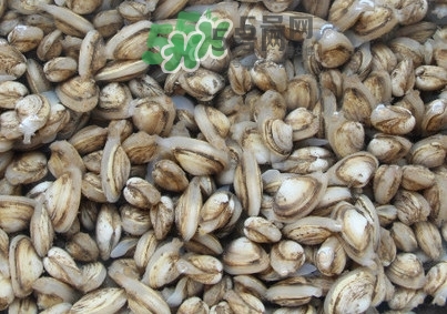 海瓜子怎么養(yǎng)？如何挑選海瓜子