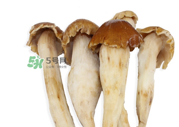 雞樅菌有毒嗎？雞樅菌不能和什么一起吃？