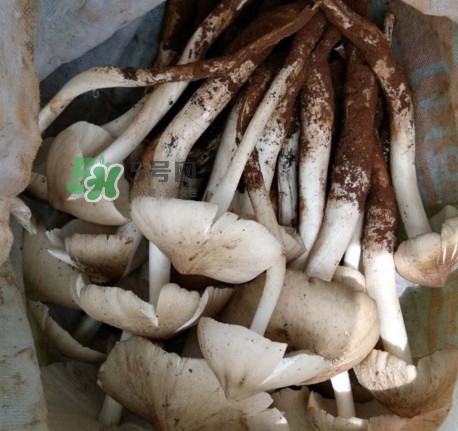 雞樅菌什么時(shí)候有？雞樅菌生長在什么地方