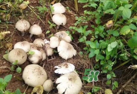 雞樅菌可以人工種植嗎？怎么人工種植雞樅菌