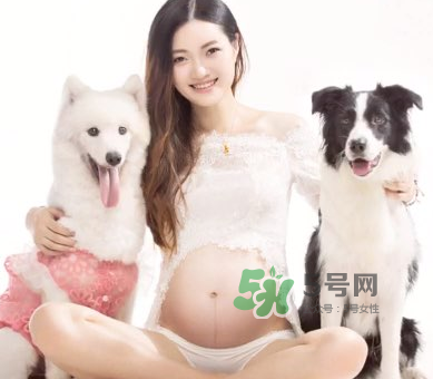 狗對(duì)孕婦的危害有哪些？狗對(duì)孕婦有影響嗎？