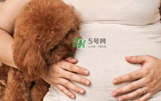狗對(duì)孕婦的危害有哪些？狗對(duì)孕婦有影響嗎？