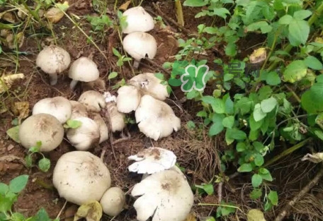 雞樅菌為什么那么貴？雞樅菌為什么離不開(kāi)白螞蟻