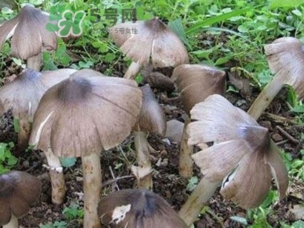 雞樅菌為什么那么貴？雞樅菌為什么離不開(kāi)白螞蟻