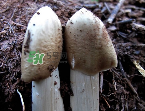 雞樅菌怎么保存？雞樅菌可以放冰箱嗎？