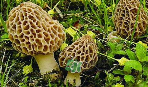 羊肚菌生長(zhǎng)在什么地方？羊肚菌同什么煲湯最好