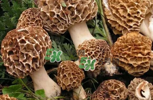 羊肚菌最大產(chǎn)地是哪兒？羊肚菌怎么泡發(fā)