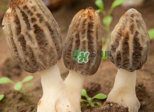生了蟲的羊肚菌能吃嗎？羊肚菌長蟲子怎么辦？
