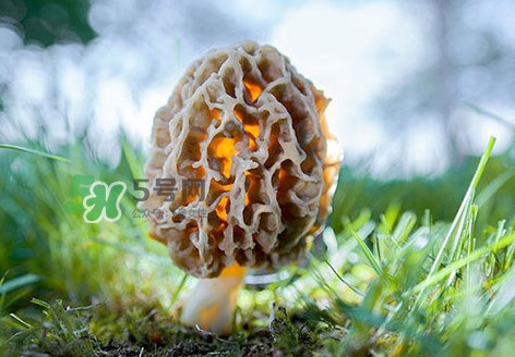 羊肚菌怎么清洗？羊肚菌怎么保存