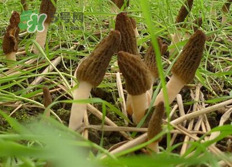 羊肚菌什么時(shí)候采摘？羊肚菌什么季節(jié)有