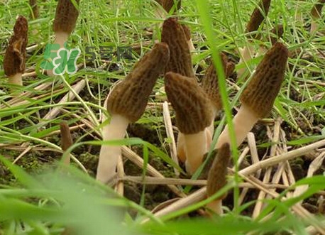 如何識別羊肚菌真假？買羊肚菌怎么挑選