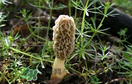 如何識別羊肚菌真假？買羊肚菌怎么挑選