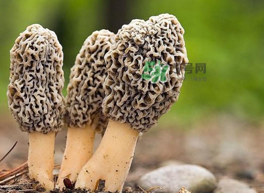 羊肚菌怎么做好吃？羊肚菌有什么好處
