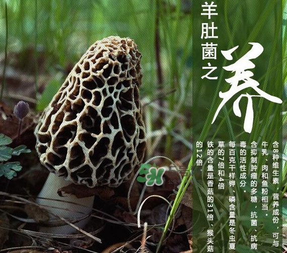 如何識別羊肚菌真假？買羊肚菌怎么挑選
