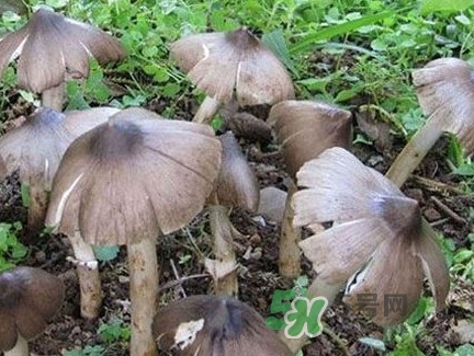 雞樅菌什么時(shí)候有？雞樅菌生長在什么地方