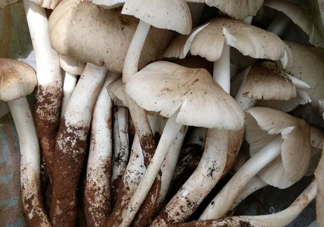 雞樅菌什么時候有？雞樅菌生長在什么地方