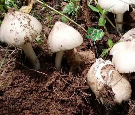雞樅菌怎么保存？雞樅菌可以放冰箱嗎？