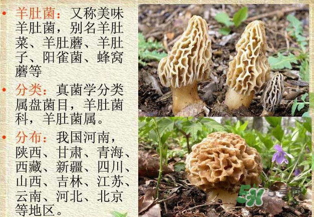 生了蟲的羊肚菌能吃嗎？羊肚菌長蟲子怎么辦？