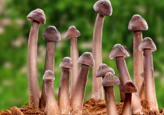 雞樅菌為什么那么貴？雞樅菌為什么離不開白螞蟻