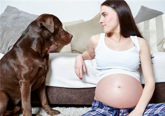 狗對(duì)孕婦的危害有哪些？狗對(duì)孕婦有影響嗎？
