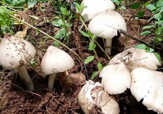 雞樅菌怎么保存？雞樅菌可以放冰箱嗎？