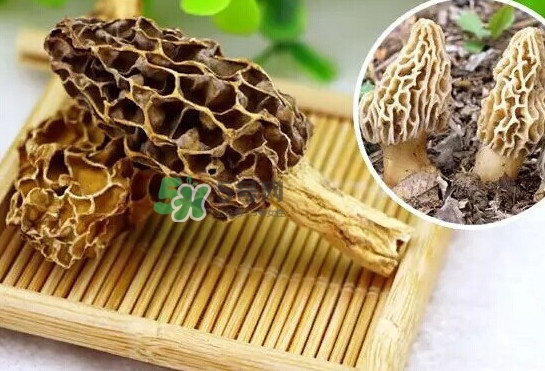 羊肚菌怎么清洗？羊肚菌怎么保存