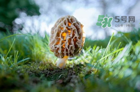 羊肚菌可以泡茶喝嗎？羊肚菌可以生吃嗎