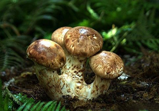 干松茸多少錢一斤？野生松茸多少錢一斤？