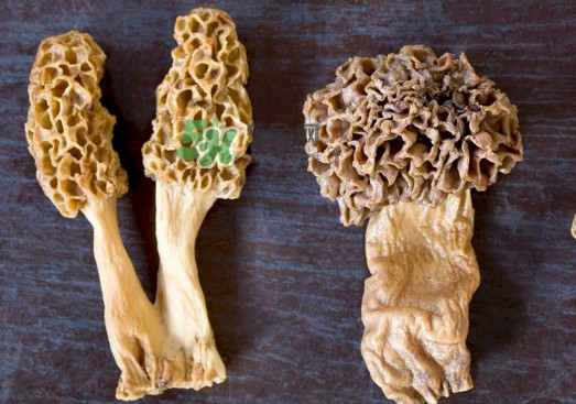 羊肚菌有假的嗎？野生羊肚菌有幾種？