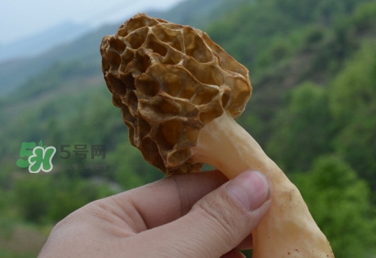 羊肚菌可以泡水喝嗎？羊肚菌可以燉鴿子嗎