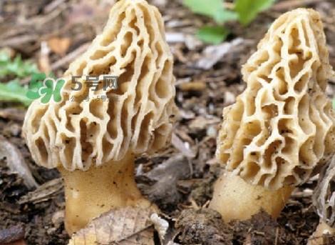 羊肚菌可以泡茶喝嗎？羊肚菌可以生吃嗎