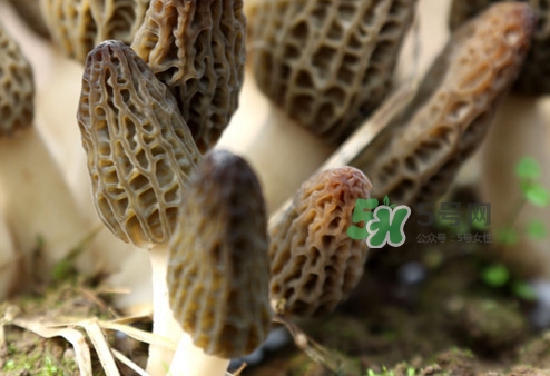 羊肚菌能泡酒嗎？羊肚菌可以炒著吃嗎？