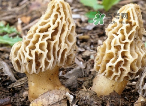 羊肚菌能治什么??？羊肚菌能冷凍保鮮嗎