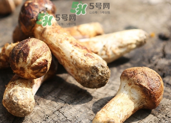 干松茸多少錢一斤？野生松茸多少錢一斤？