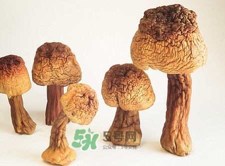 松茸是發(fā)物嗎？松茸是熱性還是涼性？