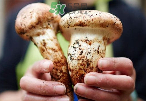 松茸什么時候吃最好？松茸什么季節(jié)有