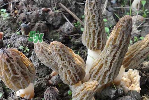 羊肚菌可以泡水喝嗎？羊肚菌可以燉鴿子嗎