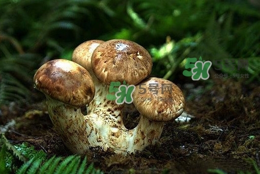 干松茸多少錢一斤？野生松茸多少錢一斤？
