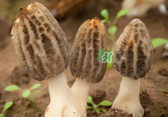 羊肚菌有假的嗎？野生羊肚菌有幾種？